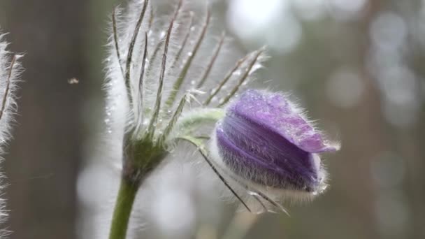 Gotas Neve Roxo Câmara Desdobrado Bonito Floresta — Vídeo de Stock