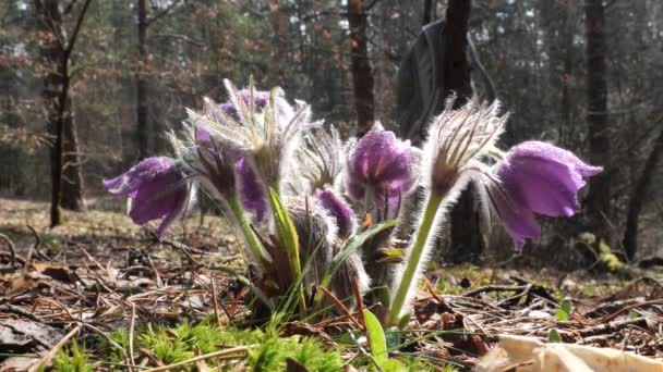 Bucaneve Viola Camera Dispiegato Bella Nella Foresta — Video Stock