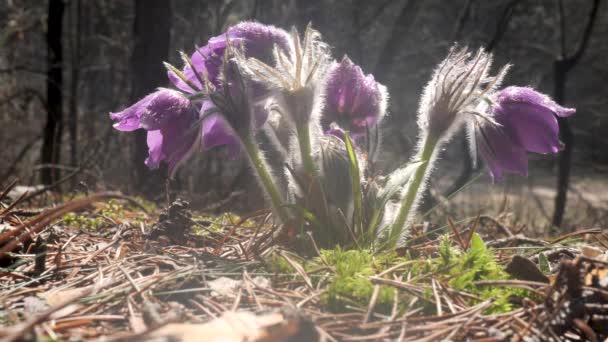 Hóvirág Lila Kamara Kibontakozott Gyönyörû Erdőben — Stock videók