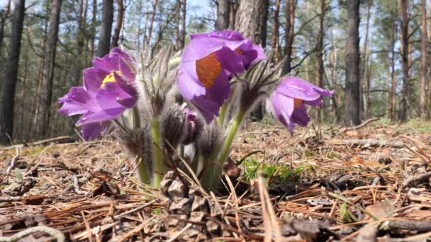 Bucaneve Viola Camera Dispiegato Bella Nella Foresta — Video Stock