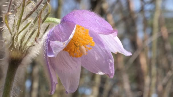 Gouttes Neige Chambre Pourpre Déplié Belle Dans Forêt — Video