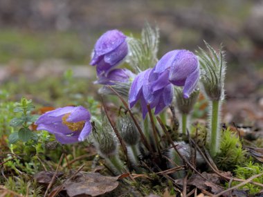 kar damlaları mor oda açılmamış. Ormanda güzel