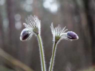 kar damlaları mor oda açılmamış. Ormanda güzel
