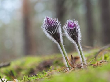 kar damlaları mor oda açılmamış. Ormanda güzel