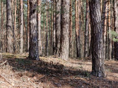 bahar içinde hillocks ve tepeler ile çam ormanı
