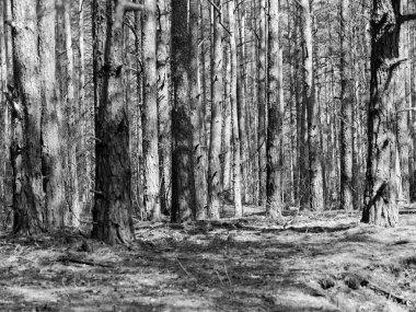 bahar içinde hillocks ve tepeler ile çam ormanı