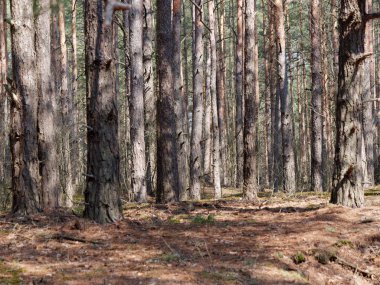 bahar içinde hillocks ve tepeler ile çam ormanı