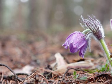 kar damlaları mor oda açılmamış. Ormanda güzel