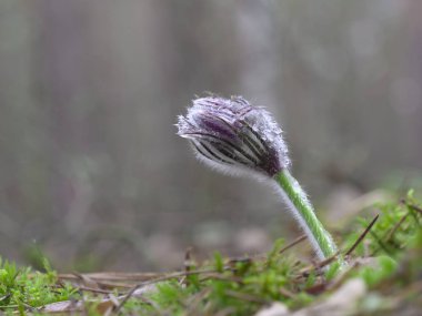 kar damlaları mor oda açılmamış. Ormanda güzel