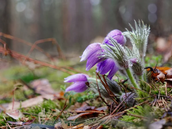 Snödroppar lila Chamber of ovikt. vacker i skogen — Stockfoto