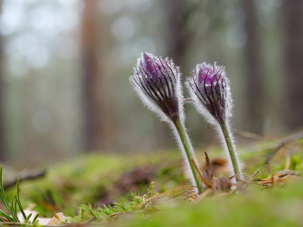 Snödroppar lila Chamber of ovikt. vacker i skogen — Stockfoto