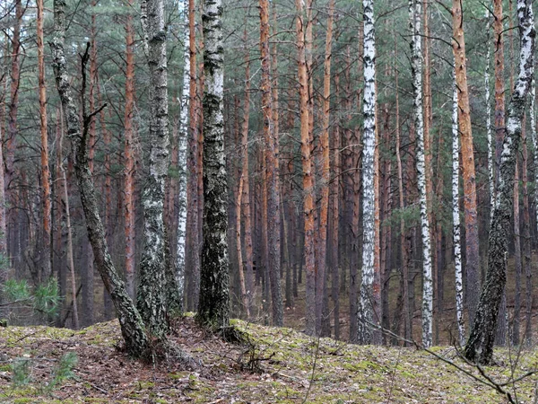 Bahar içinde hillocks ve tepeler ile çam ormanı — Stok fotoğraf