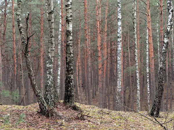 Pine forest with hillocks and hills in spring — Stock Photo, Image