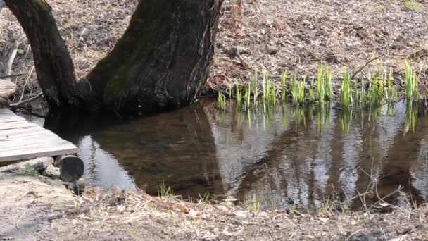 Весной Первые Зеленые Насаждения Лесного Ручья — стоковое видео