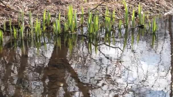 Весной Первые Зеленые Насаждения Лесного Ручья — стоковое видео