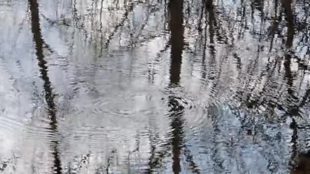 Våren Första Greenerna Vid Skogs Bäck — Stockvideo