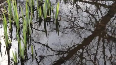 Bahar. bir orman dere ilk yeşillik