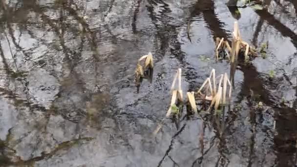 Printemps Premiers Verts Dans Ruisseau Forestier — Video