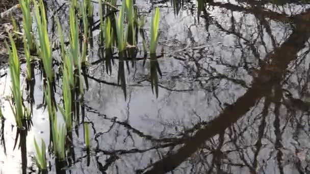 Printemps Premiers Verts Dans Ruisseau Forestier — Video