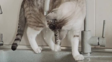 Kedi mutfaktaki lavaboda yıkıyor..