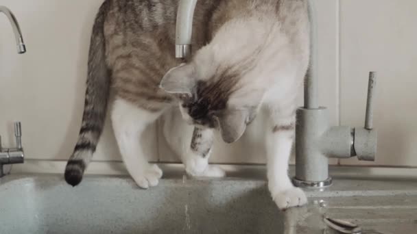 Die Katze Wäscht Sich Der Spüle Der Küche — Stockvideo
