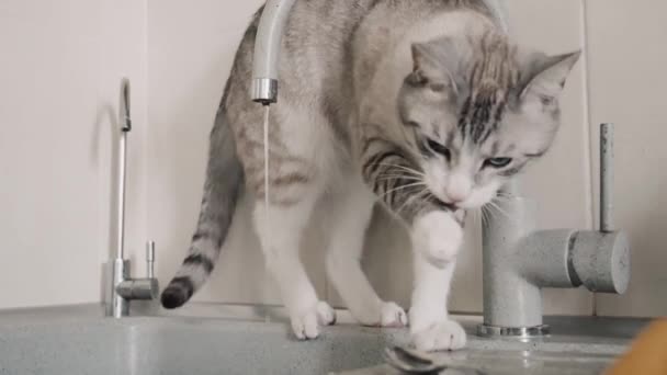 Γάτα Πλένει Στο Νεροχύτη Στην Κουζίνα — Αρχείο Βίντεο