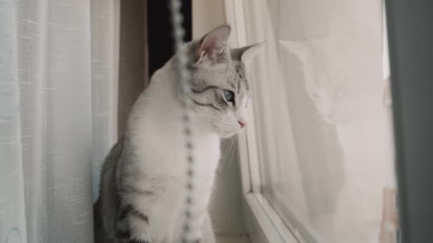 猫はアパートの窓ガラスの上に座っている — ストック動画