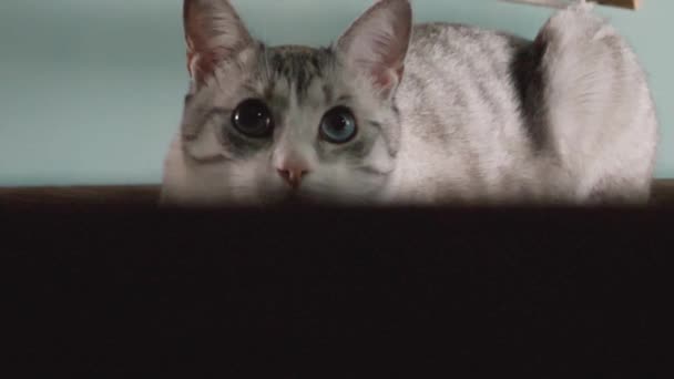 Gato Espreita Entrada Sala — Vídeo de Stock