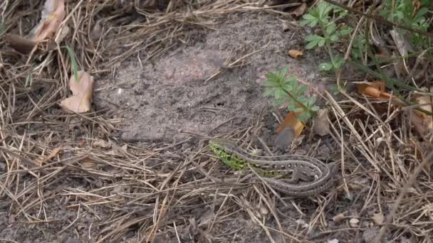 민첩한 도마뱀은 태양에 흠집을 — 비디오