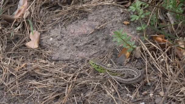 Piccola Lucertola Verde Agile Crogiola Sole — Video Stock