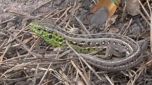 Little Nimble Green Lizard Basks Sun — Stock Video