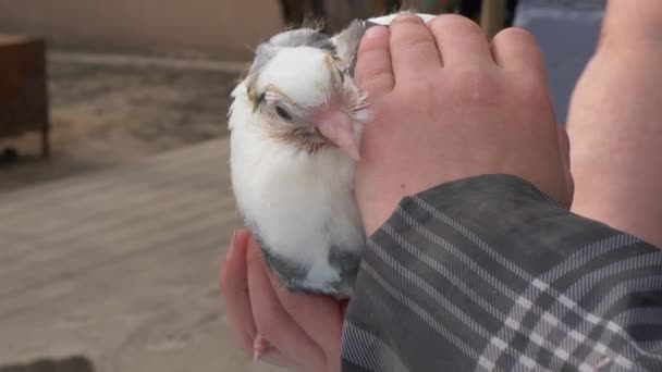 Pigeon Purebred Hands Man — Stock Video