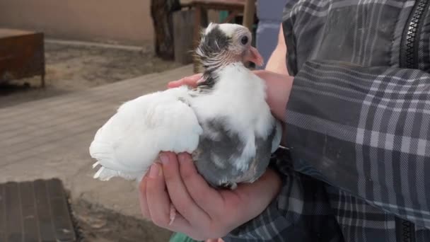 Pombo Puro Nas Mãos Homem — Vídeo de Stock