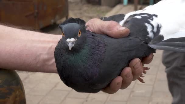Pigeon Purebred Hands Man — Stock Video
