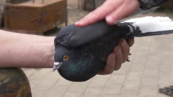 Güvercin Insanın Elinde Safkan — Stok video