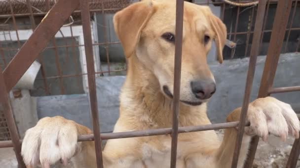 Redhead Mooie Grote Hond Achter Ijzeren Staven — Stockvideo