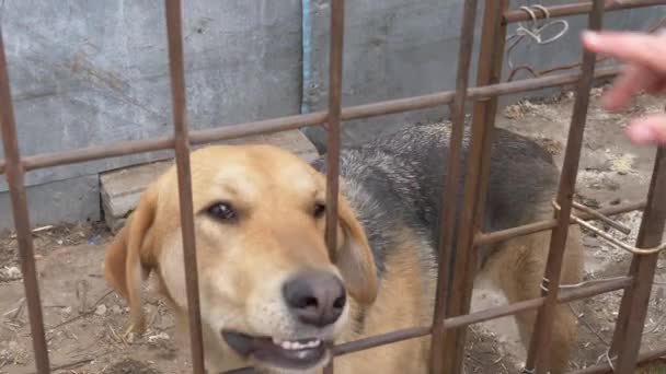 Рыжая Красивая Большая Собака Железными Решетками — стоковое видео