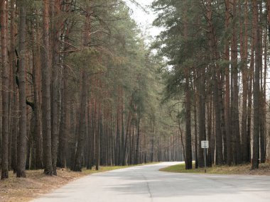 Çam ormanı. sağır orman yolu. insanlar otostop.