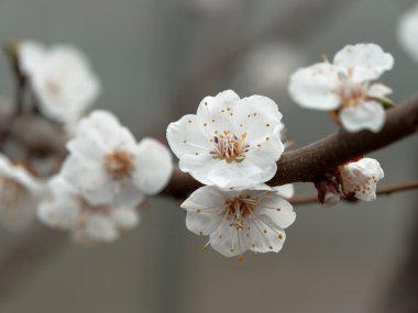bahar kayısı çiçekli. bir dal üzerinde güzel beyaz çiçekler