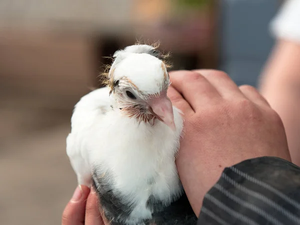 Taube reingezüchtet in Menschenhand — Stockfoto