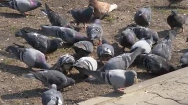 Güvercin yuvasında oturan posta güvercinleri