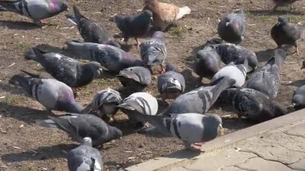 Pigeons Voyageurs Assis Dans Pigeonnier — Video