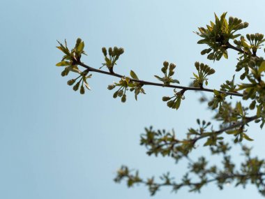bahar bahçeleri çiçek açıyor. çiçekli dal