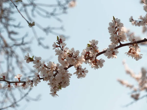 Spring gardens are blooming. branch with flowers — Stock Photo, Image