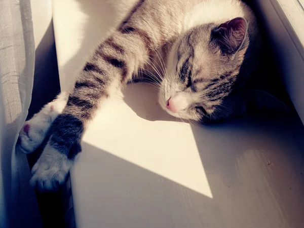 Beautiful cat basks on the windowsill in the sun — Stock Photo, Image