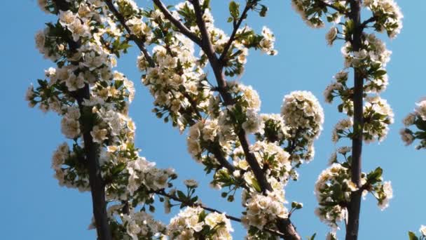 Wiosenne Ogrody Kwitną Gałąź Kwiatami — Wideo stockowe