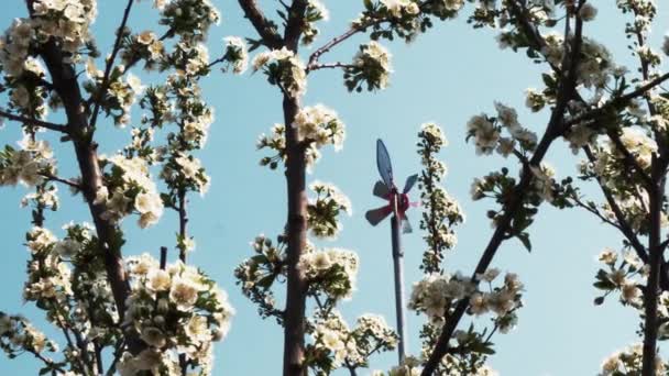 Jarní Zahrady Kvetou Větev Květinami — Stock video