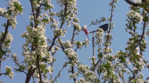 Jardines Primavera Están Floreciendo Rama Con Flores — Vídeo de stock