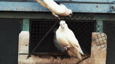 yerli safkan güvercinler güvercinlik yakınında oturuyor