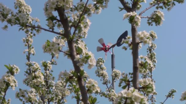 Jardines Primavera Están Floreciendo Rama Con Flores — Vídeo de stock
